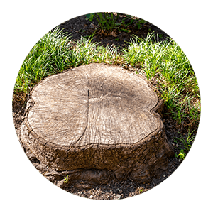 a stump in a yard